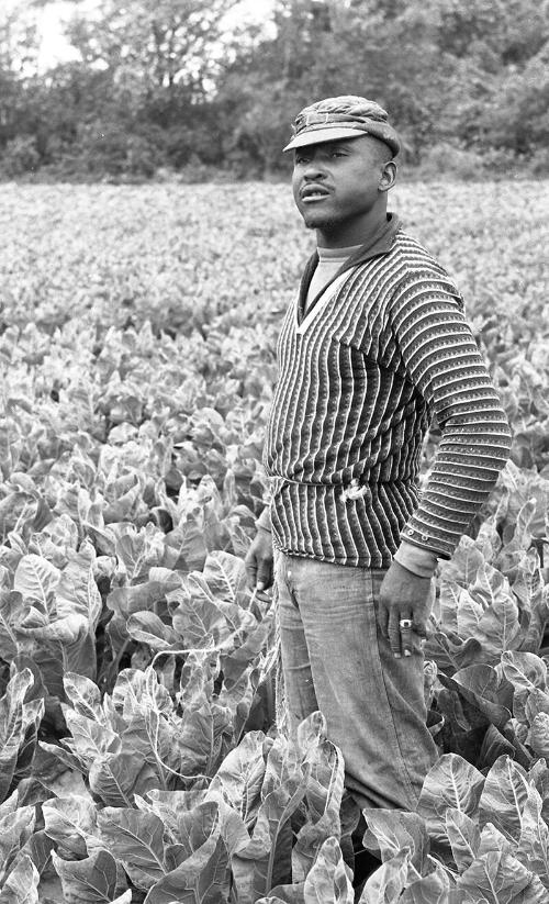 Standing in the Lettuce Field