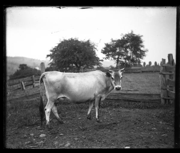 Portrait of a Cow Standing Outdoors 
