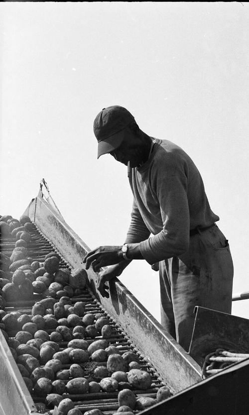 Portrait of a Man Sorting Potatoes