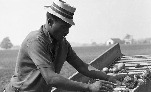 Sorting Potatoes