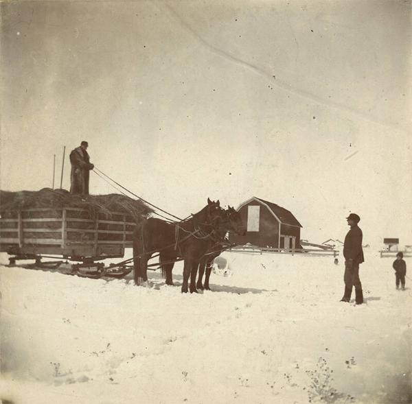 Horse-Drawn Sleigh of Hay 
