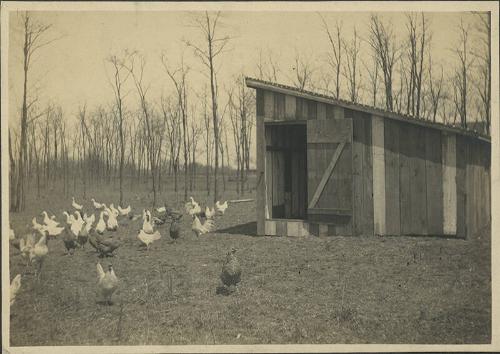 Chickens and Ducks Foraging 
