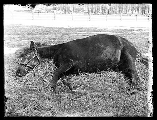 Horse on a Bed of Straw 
