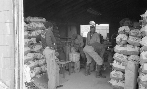 Stacking the Potato Bags 2