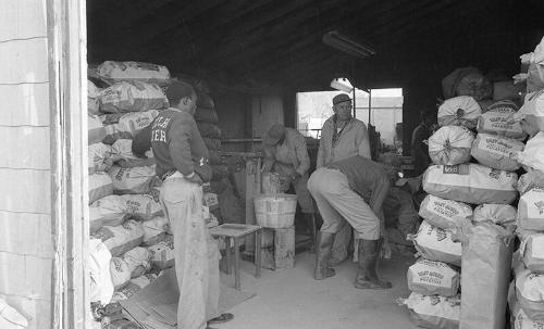 Stacking the Potato Bags 2