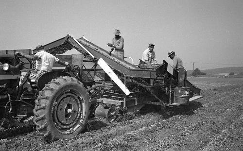 Harvesting Potatoes