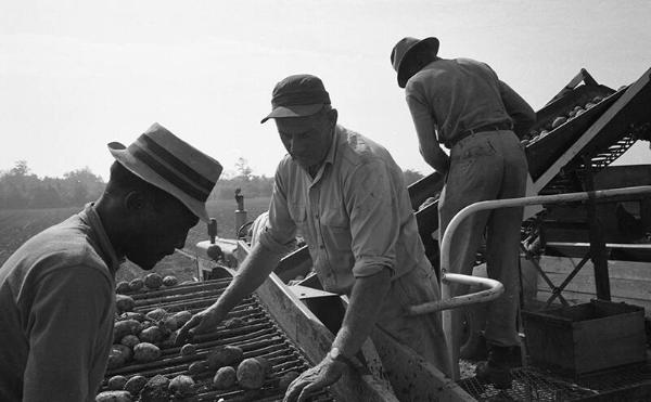 Harvesting Potatoes 2