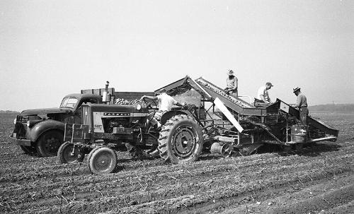 Harvesting Potatoes 3