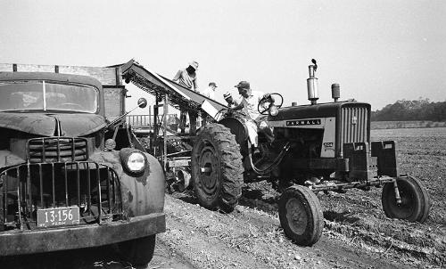 Harvesting Potatoes 4