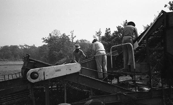 Harvesting Potatoes 5