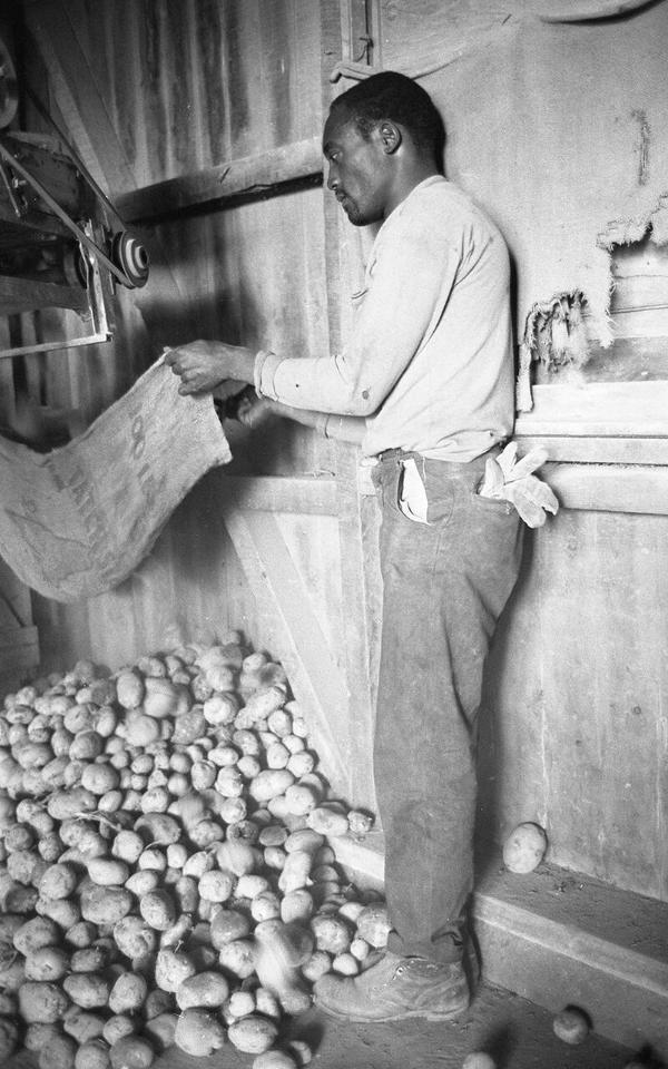 Loading the Potato Bags