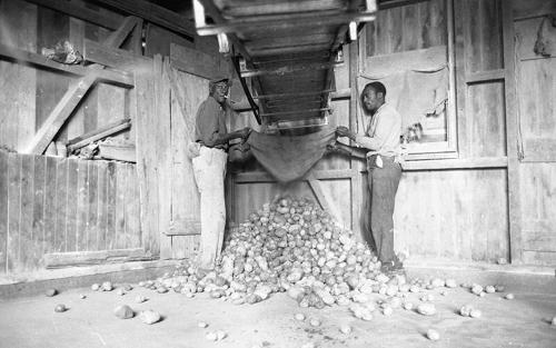 Taking Potatoes off the Conveyor