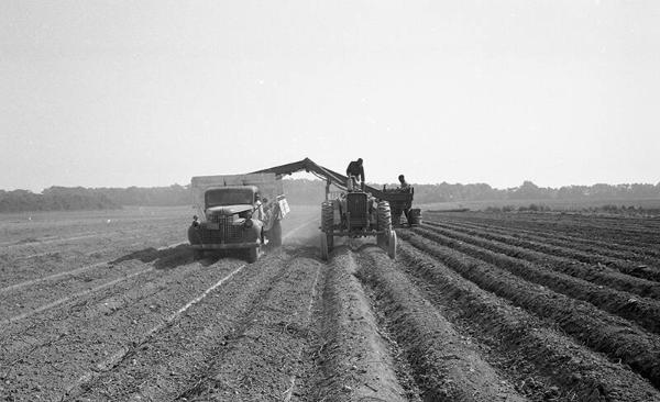 Harvesting Potatoes 8