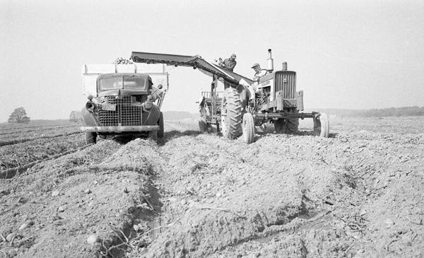 Harvesting Potatoes 9