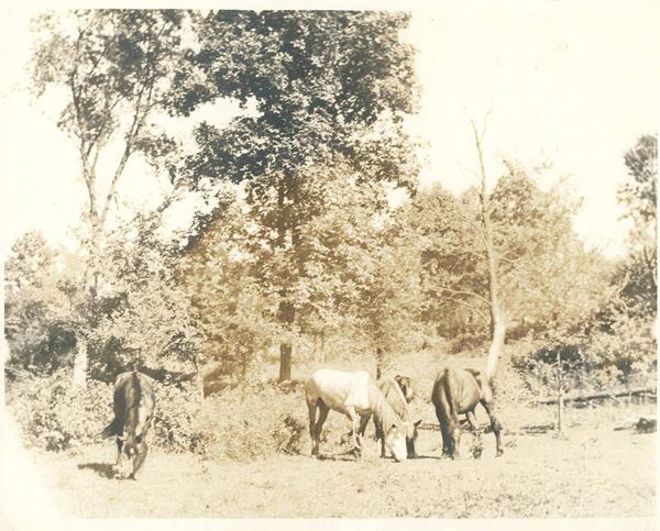 Horses Grazing 
