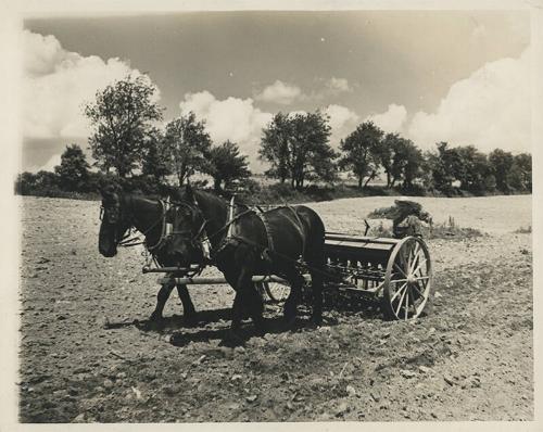 Horse Team and Grain Drill 
