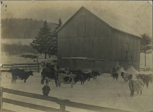 Boy with Cows in a Barnyard 
