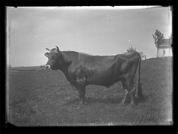 Meridale Farm Bull 
