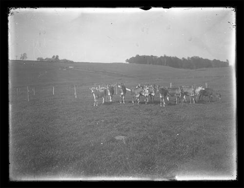 Meridale Farm Heifers 
