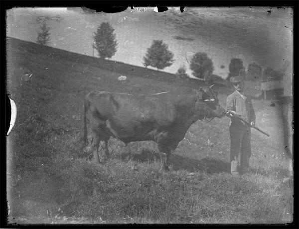 Meridale Farm Bull 
