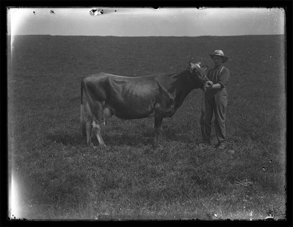 Meridale Farm Dairy Cow 
