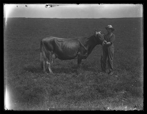 Meridale Farm Dairy Cow 
