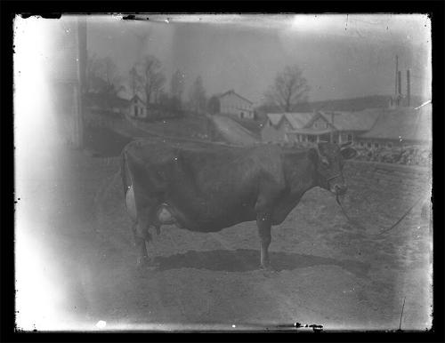 Meridale Farm Dairy Cow 
