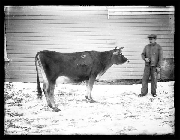 Meridale Farm Jersey Dairy Cow 
