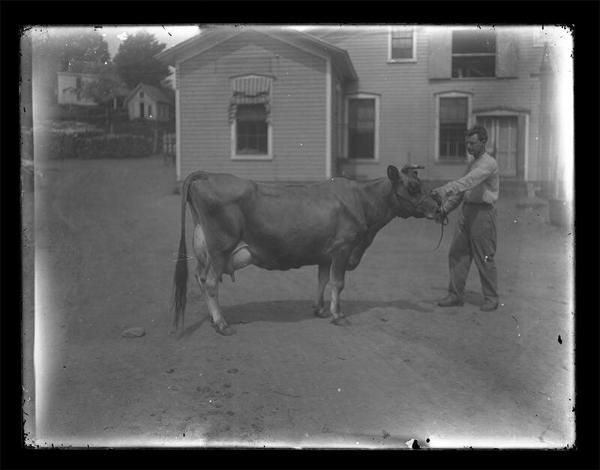 Meridale Farm Jersey Dairy Cow 
