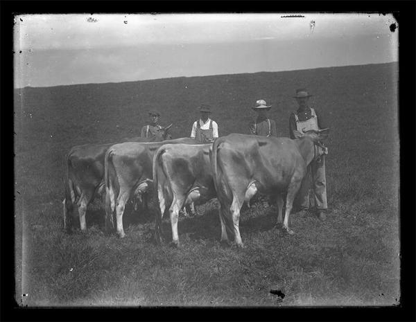 Meridale Farm Cows 
