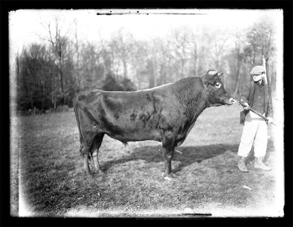 Meridale Farm Bull 
