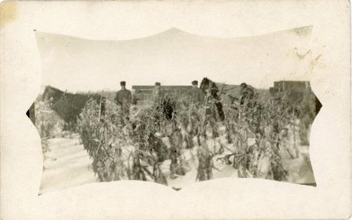 Winter Corn Harvesting