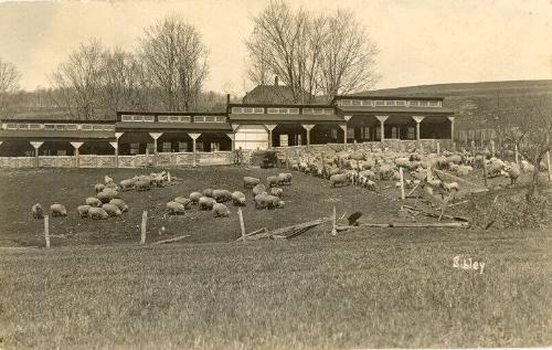 Sheep Farm