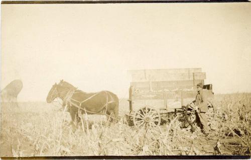 Farming Harvesting! Corn Wagon