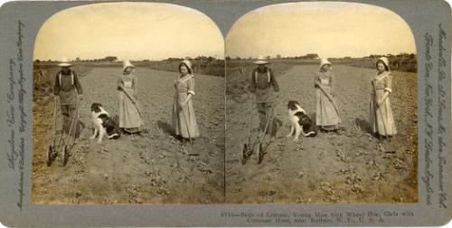 Lettuce Field