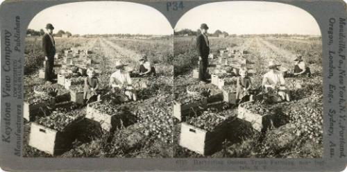 Harvesting Onions