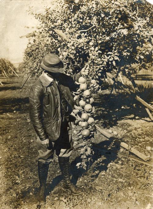 Man in Apple Orchard