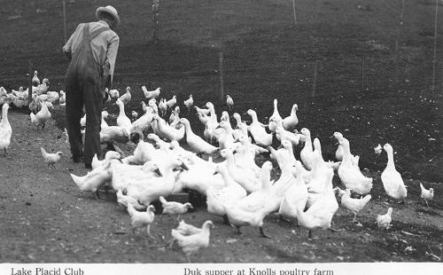 Man Feeds Ducks at Knolls' Poultry Farm 
