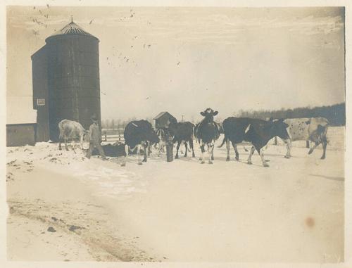 Cows and Wooden Silo 
