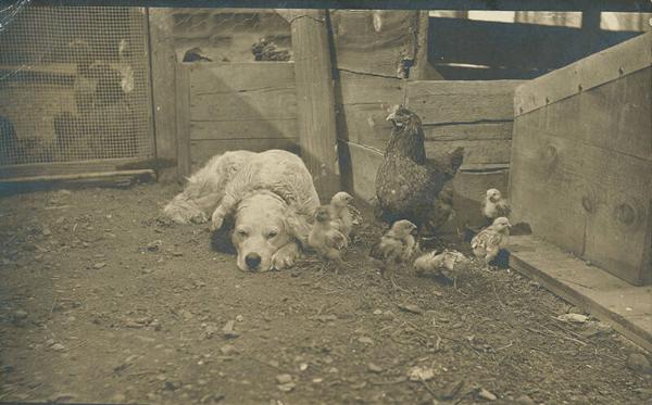 Dog, Hen, and Chicks 
