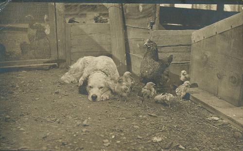 Dog, Hen, and Chicks 
