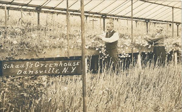 Shaaf's Greenhouse, Dansville, NY 
