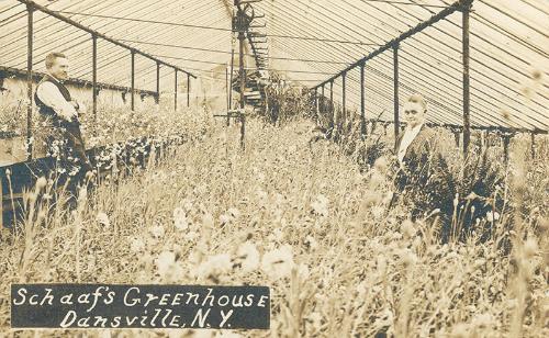 Shaaf's Greenhouse, Dansville, NY 
