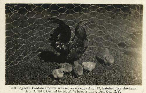 Buff Leghorn Bantam Rooster with Chicks 
