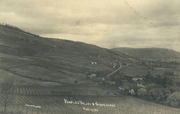 Naples Valley and Grapeyards

