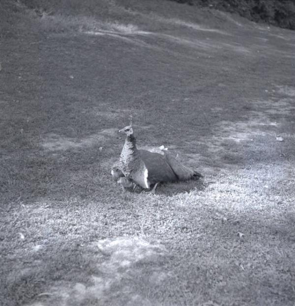 Cooperstown Farmers' Museum