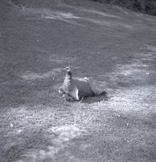 Cooperstown Farmers' Museum