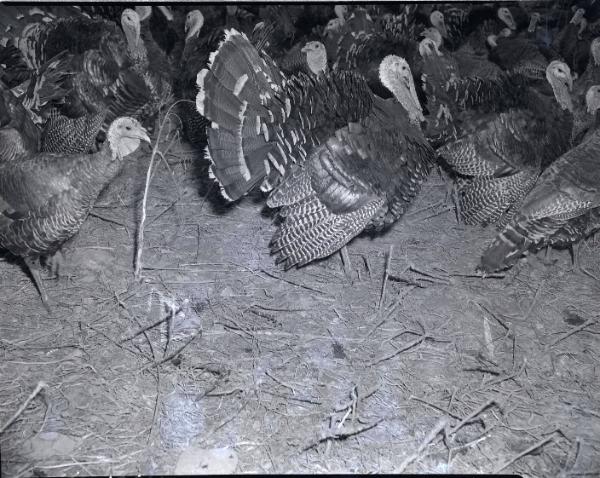Turkeys in the Raw