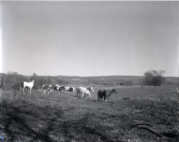 Pony Farm