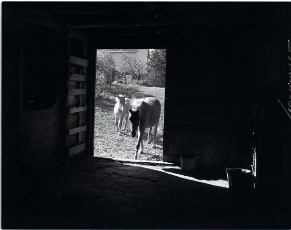 Pony Farm